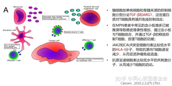 专家讲座 | 骨髓增殖性肿瘤（MPN）的免疫微环境与长效干扰素的治疗机制