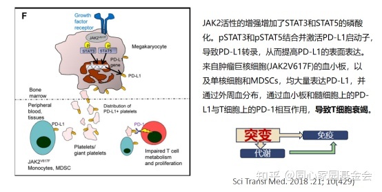 专家讲座 | 骨髓增殖性肿瘤（MPN）的免疫微环境与长效干扰素的治疗机制