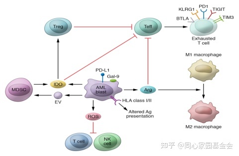 专家讲座 | 骨髓增殖性肿瘤（MPN）的免疫微环境与长效干扰素的治疗机制