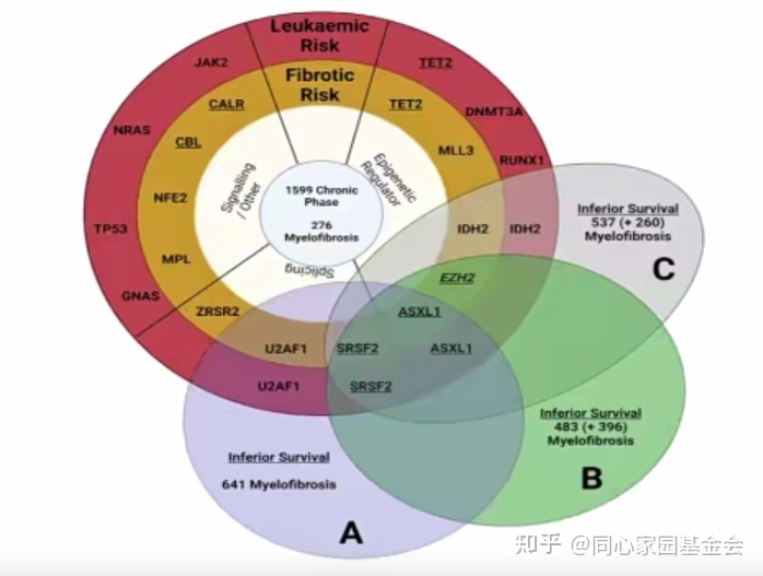 专家讲座｜张培红教授：骨髓增殖性肿瘤（MPN）的病理展望