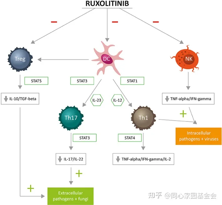 JAK抑制剂芦可替尼的独白