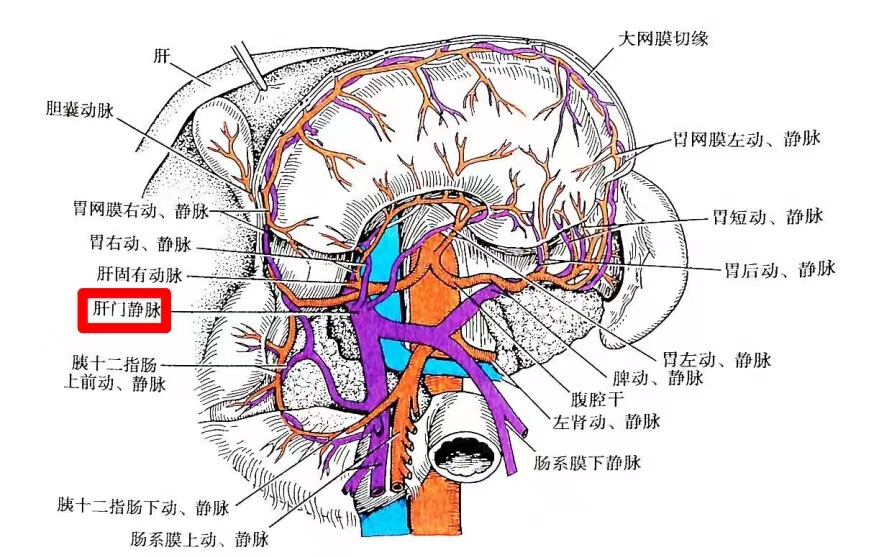 科普时间 | MPN患者，你的肝大了吗？