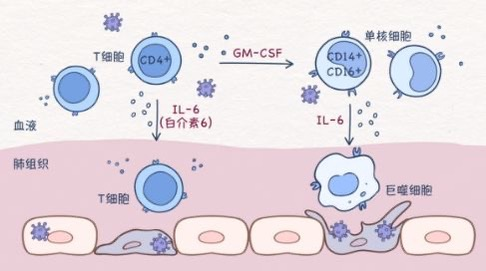 科普时间｜干扰素导致中性粒细胞减少，如何处理？