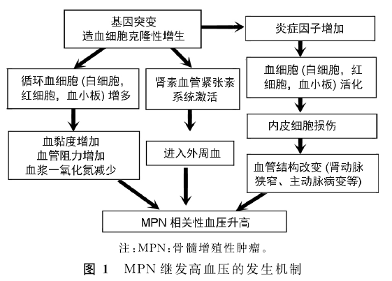 科普时间 | MPN出现继发高血压该如何是好