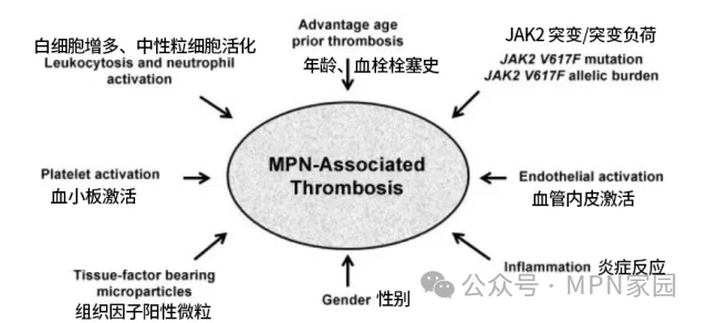 专家讲座 | 白洁教授分享MPN血栓风险防治