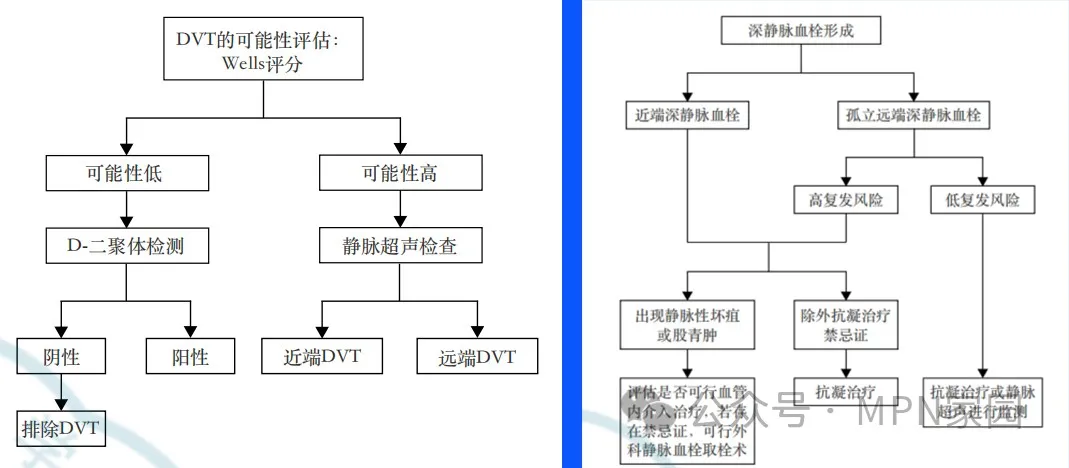 专家讲座 | 白洁教授分享MPN血栓风险防治