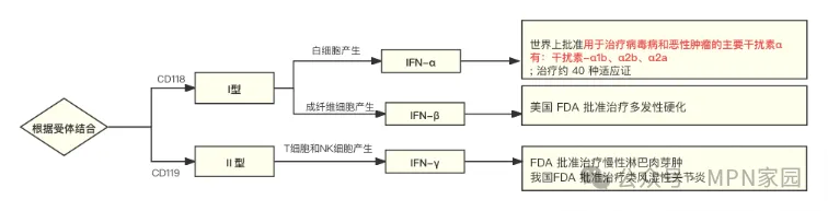 科普时间 | “干扰素”佳丽众多，MPN患者为何“独宠”我一人？