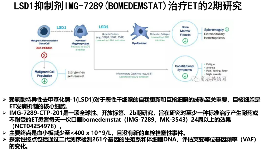 专家讲座 | 张磊教授分享原发性血小板增多症（ET）的诊治进展  ——ET的临床表现、预后判断及治疗进展